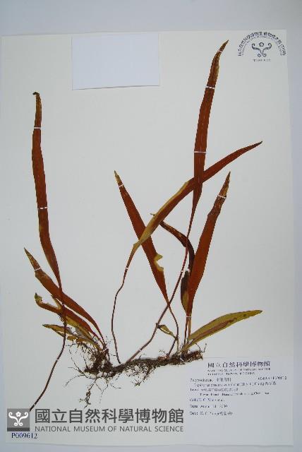 鱗瓦葦、長柄瓦葦藏品圖，第1張