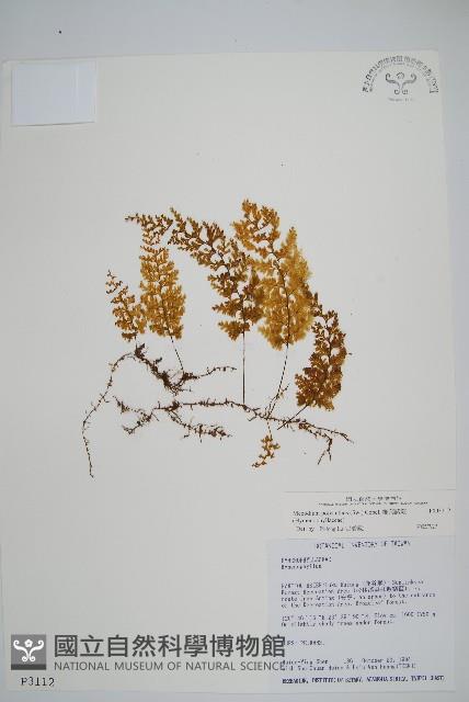 細葉蕗蕨藏品圖，第1張