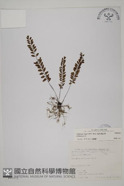 愛氏鐵線蕨藏品圖，第1張