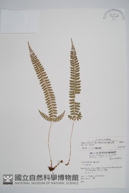 韓氏耳蕨藏品圖，第1張