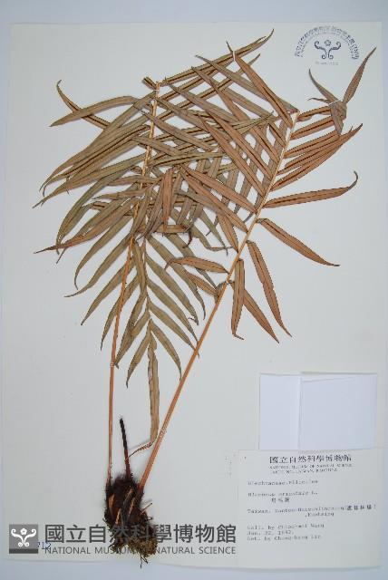 烏毛蕨藏品圖，第1張