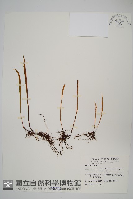 長柄劍蕨藏品圖，第1張