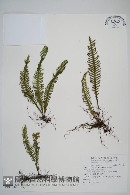 穴子蕨藏品圖，第1張