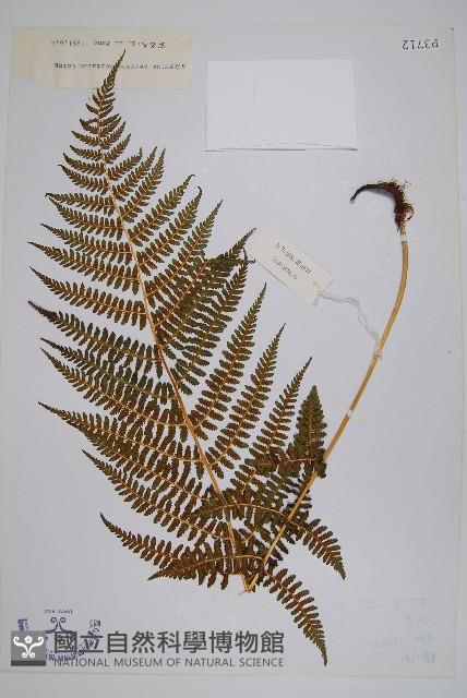 登錄號:P003712藏品圖，第1張