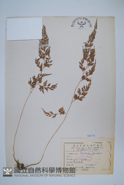 日本金粉蕨藏品圖，第1張