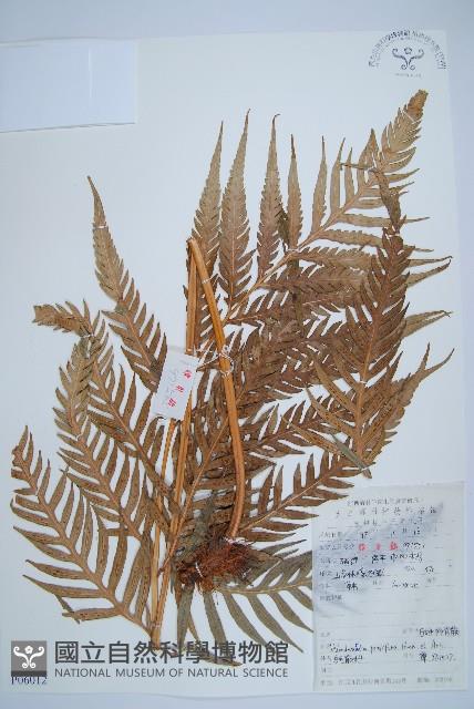 東方狗脊蕨藏品圖，第1張