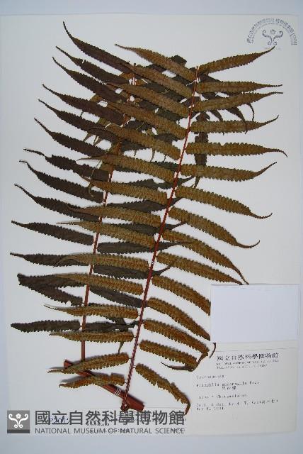 黑桫蕨藏品圖，第1張