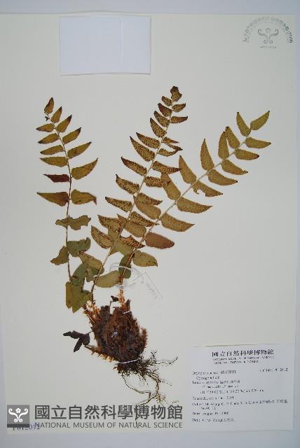 貫眾蕨藏品圖，第1張