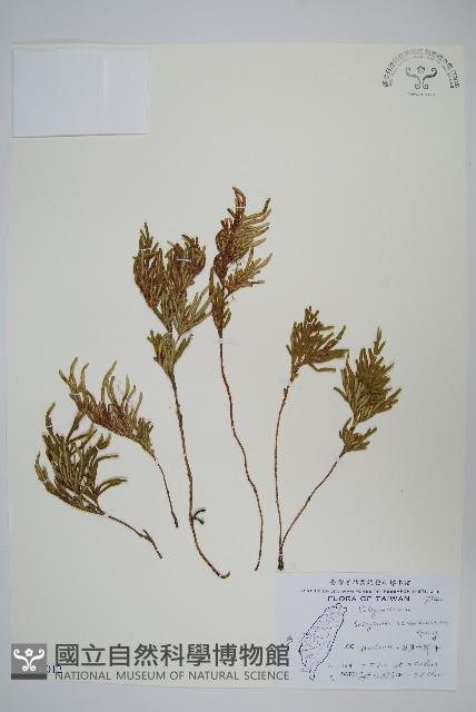 擬密葉卷柏藏品圖，第1張