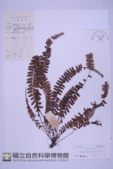 生芽鐵角蕨藏品圖，第1張