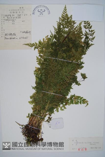 溪洞碗蕨藏品圖，第1張