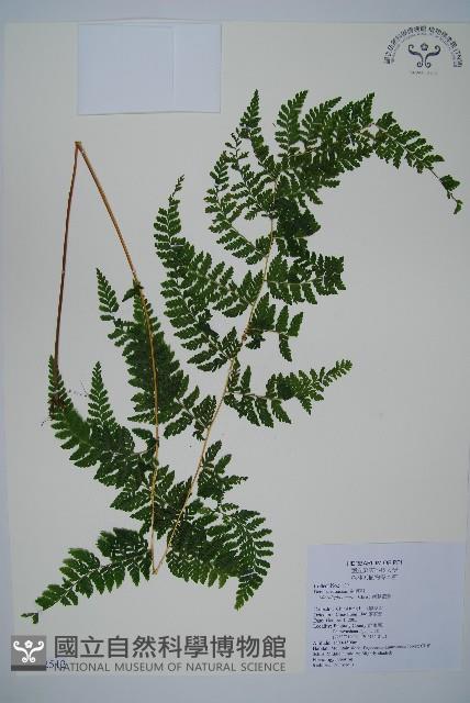 嫩鱗蓋蕨藏品圖，第1張