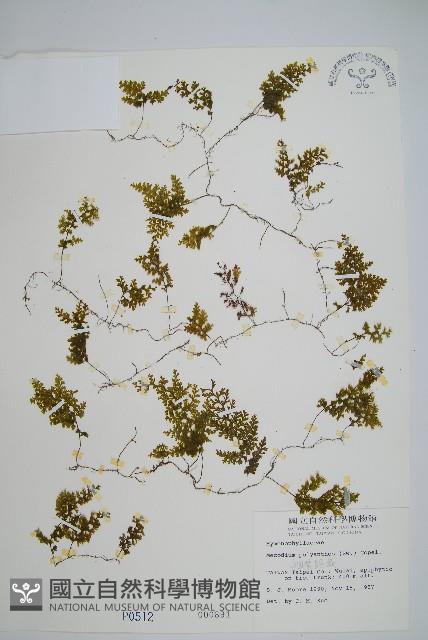 細葉蕗蕨藏品圖，第1張