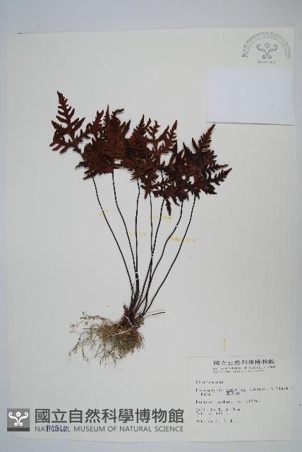 黑心蕨藏品圖，第1張