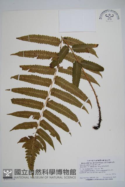 史氏鱗毛蕨藏品圖，第1張