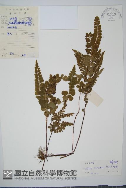 圓葉陵齒蕨藏品圖，第1張