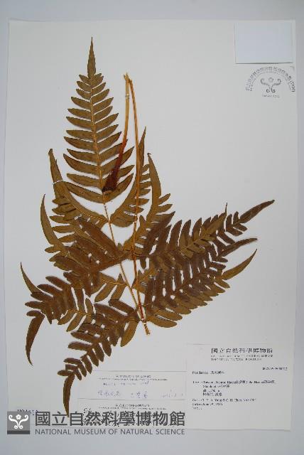 溪鳳尾蕨藏品圖，第1張