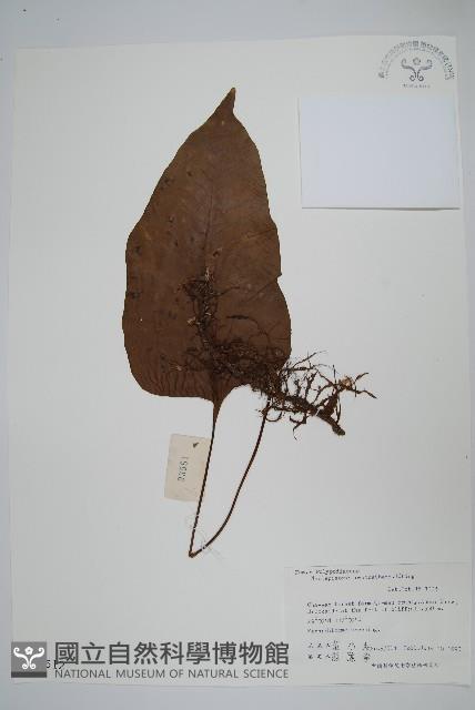 盾蕨藏品圖，第1張