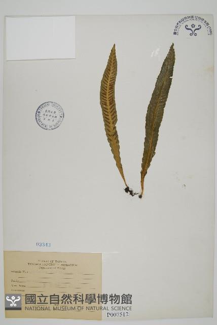 叢葉鐵角蕨藏品圖，第1張