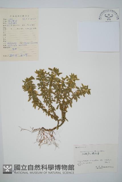 蛇足石杉、千層塔藏品圖，第1張