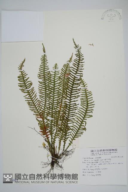 穴子蕨藏品圖，第1張