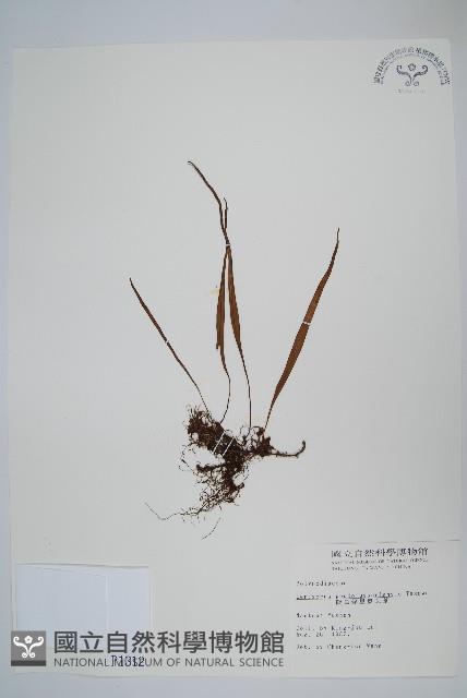 擬烏蘇里瓦葦藏品圖，第1張