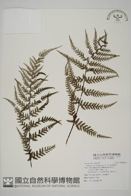 粉葉蕨藏品圖，第1張