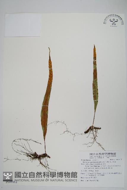 粵瓦葦藏品圖，第1張