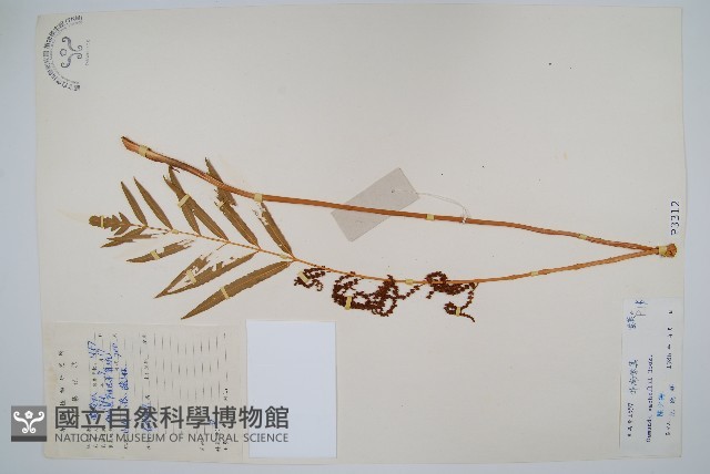 華南紫萁藏品圖，第1張