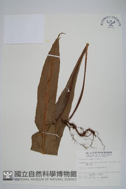 大星蕨藏品圖，第1張