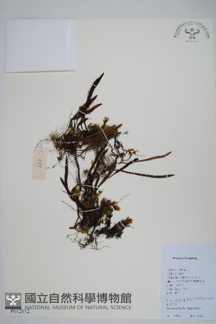 Accession Number:P012612 Collection Image, Figure 1, Total 2 Figures