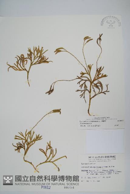 地刷子藏品圖，第1張