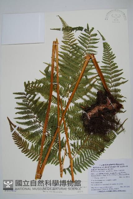 粗毛金星蕨藏品圖，第1張