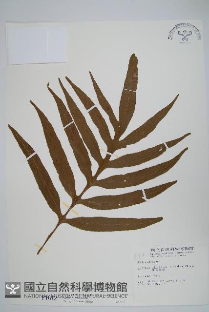 大線蕨藏品圖，第1張