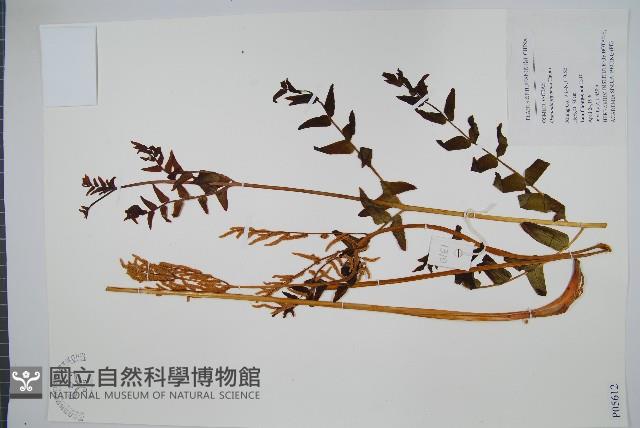 紫萁藏品圖，第1張