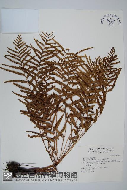 達邊蕨藏品圖，第1張