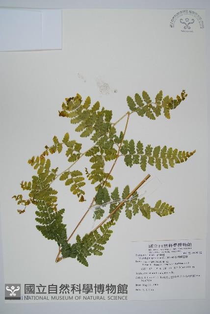 熱帶鱗蓋蕨藏品圖，第1張