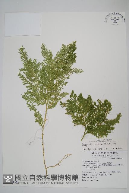 密葉卷柏藏品圖，第1張