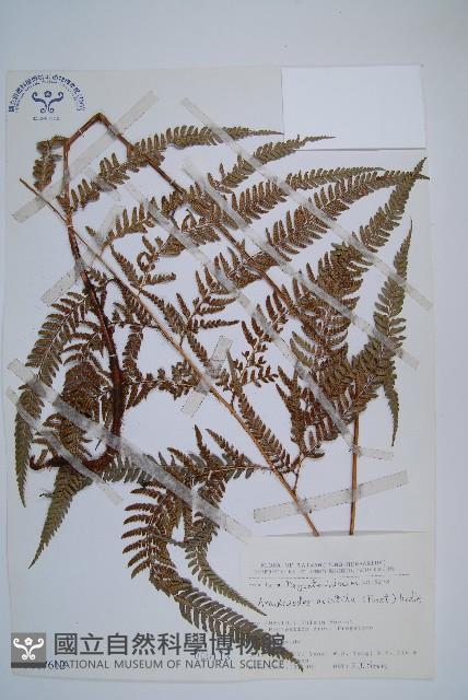 細葉複葉耳蕨藏品圖，第1張