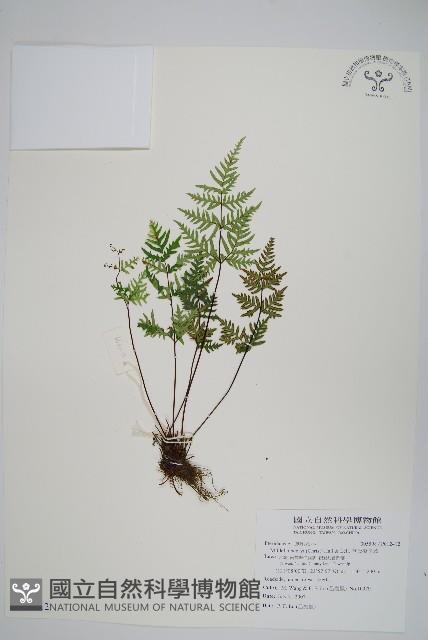 亨氏擬旱蕨藏品圖，第1張