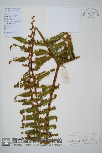 中華裡白藏品圖，第1張