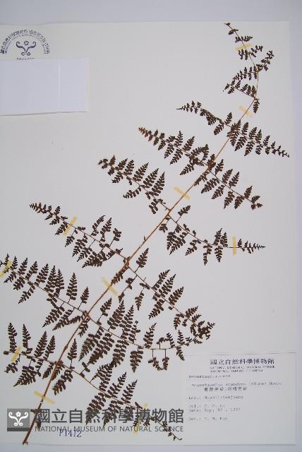 刺柄碗蕨藏品圖，第1張