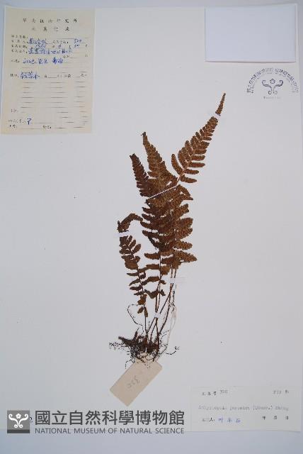 假蹄蓋蕨藏品圖，第1張