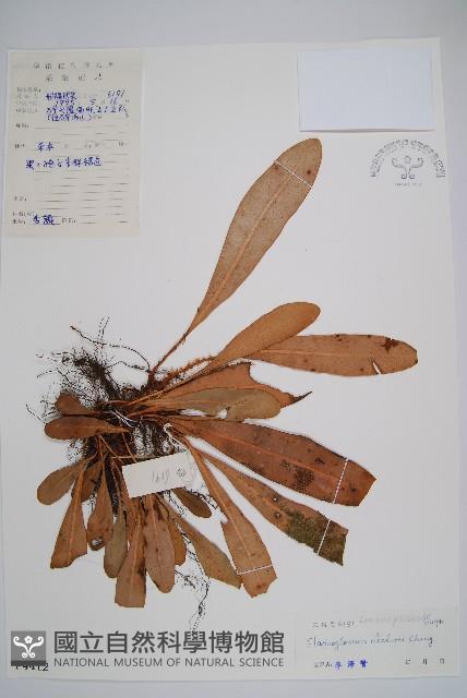 瓊崖舌蕨藏品圖，第1張