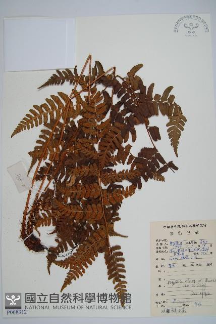 闊鱗鱗毛蕨藏品圖，第1張