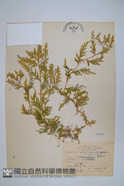 全緣卷柏藏品圖，第1張