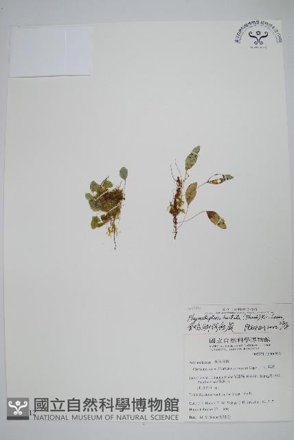 玉山茀蕨藏品圖，第1張