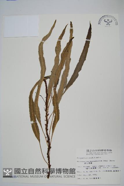 波氏星蕨藏品圖，第1張