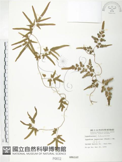 海金沙藏品圖，第1張