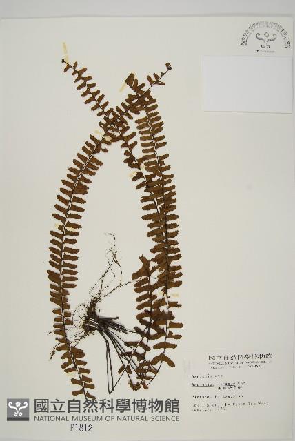 生芽鐵角蕨藏品圖，第1張